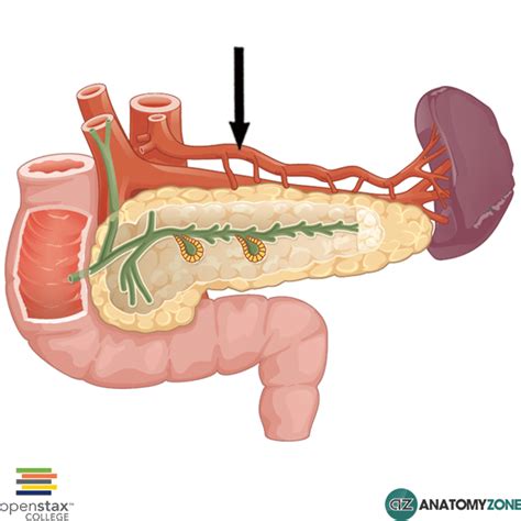 Splenic Artery - AnatomyZone