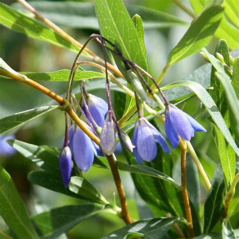 Buy bluebell creeper Sollya heterophylla: Delivery by Waitrose Garden