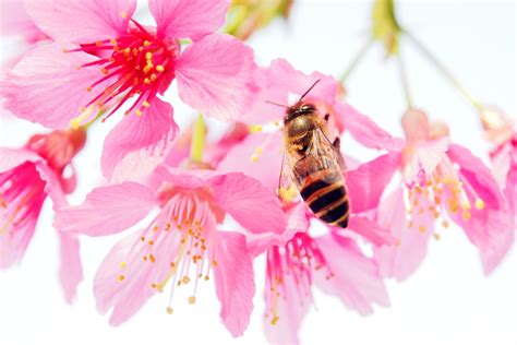 Mobile wallpaper: Pollen, Macro, Flower, 87222 download the picture for free.