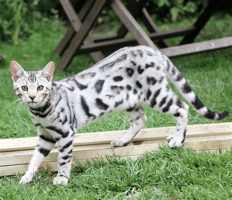 Silver Bengal Cat Breed Description and Complete Care Guide | Silver ...