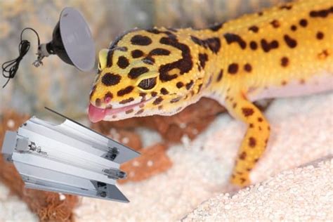 Leopard Gecko Lighting Requirements - ReptileBreeds.com