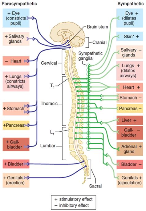 Autonomic Neuropathy - Causes, Symptoms, Diagnosis, Treatment