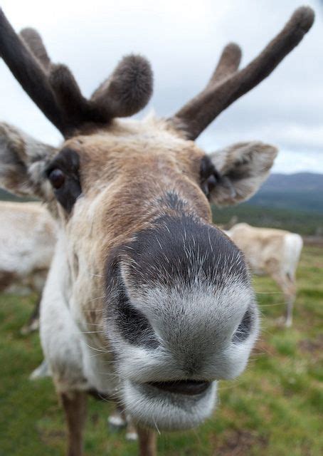 Reindeer in the Cairngorms | Cute animals, Very cute dogs, Wildlife animals