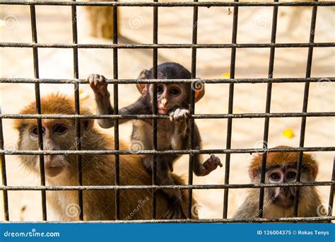 Little monkey in zoo cage stock image. Image of monkey - 126004375