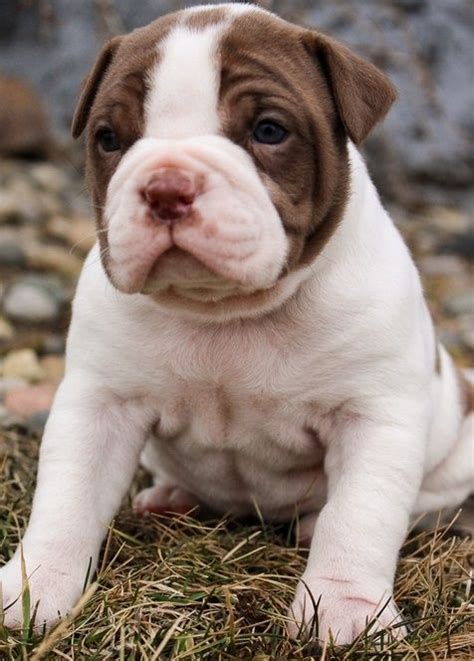 Best Alapaha Blue Blood Bulldog Puppies For Sale in the world Learn ...