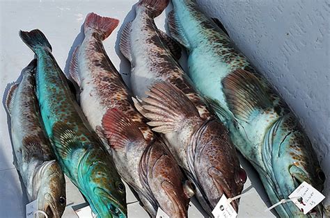 So What’s Up with Blue Lingcod? New Scientific Paper - Oregon Marine Reserves