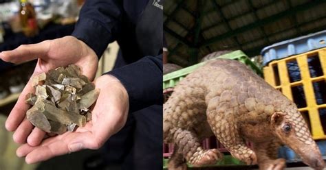 China Bans Pangolin Scales From Medicine List