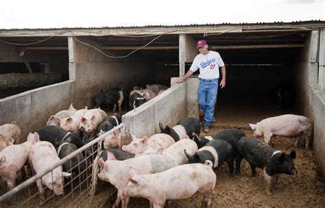 Baseball may be his fantasy, but pigs are his reality | The Spokesman ...