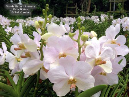 Vanda Esther Araneta Pure White | Vanda orchids, Orchids, Beautiful orchids