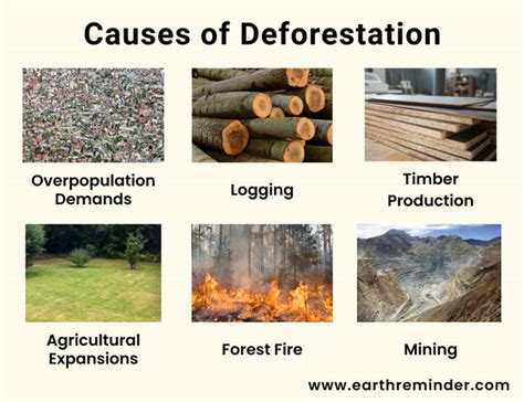 Deforestation: Causes, Effects, and Preventive Measures