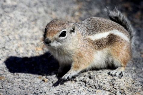 White-tailed Antelope Squirrels at Joshua Tree National Park