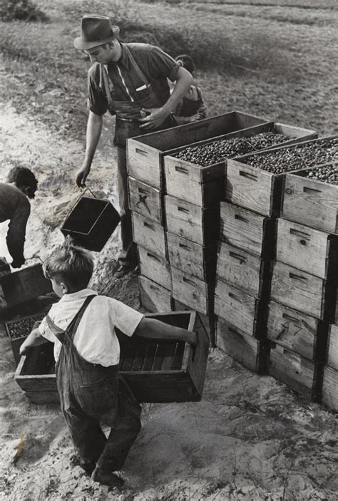 File:Arthur Rothstein (American, 1915-1985). Child Labor, Cranberry Bog, 1939.jpg - Wikimedia ...