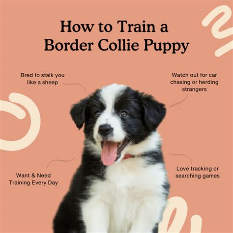 How To Train a Border Collie Puppy – The Ultimate Guide — Zigzag Puppy Training App