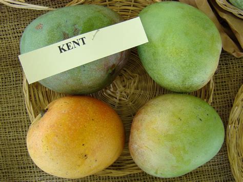 kent-mango-stock-image - Louie's Nursery