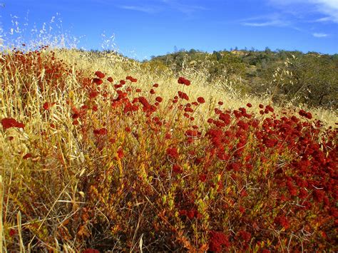 Autumn Meadow Free Photo Download | FreeImages