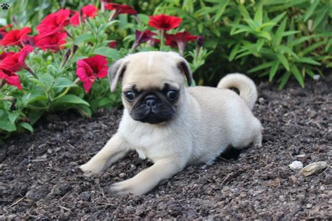 Pug Puppies For Sale | Plainfield, NJ #252141 | Petzlover