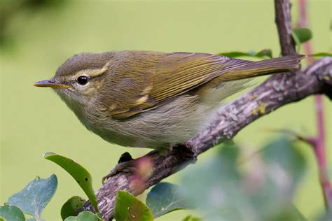 Greenish Warbler Identification - Shanghai Birding 上海观鸟