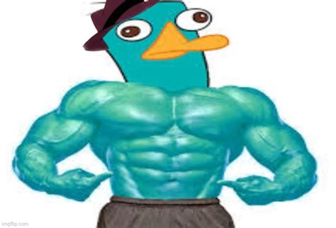 a buff platypus? PERRY THE BUFF PLATYPUS?!?! - Imgflip