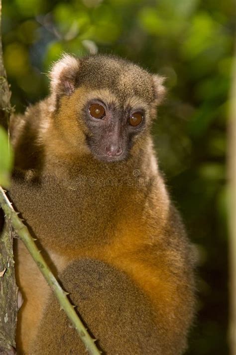 Greater Bamboo Lemur stock photo. Image of lemur, hapalemur - 7993778