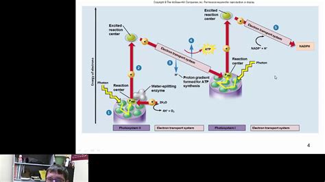 Photosystem II and I - YouTube