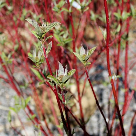 Cornus sericea ‘Baileyi’ | Bailey Red Twig Dogwood - Doty Nurseries