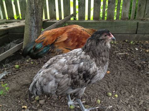 Easter Egger rooster-like behavior | BackYard Chickens - Learn How to ...