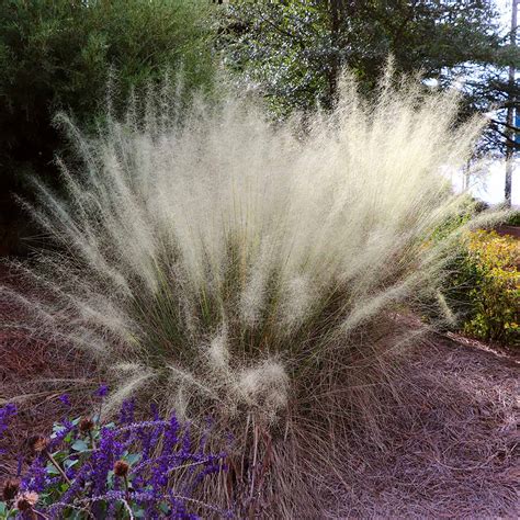 White Cloud Muhly Grasses for Sale | BrighterBlooms.com