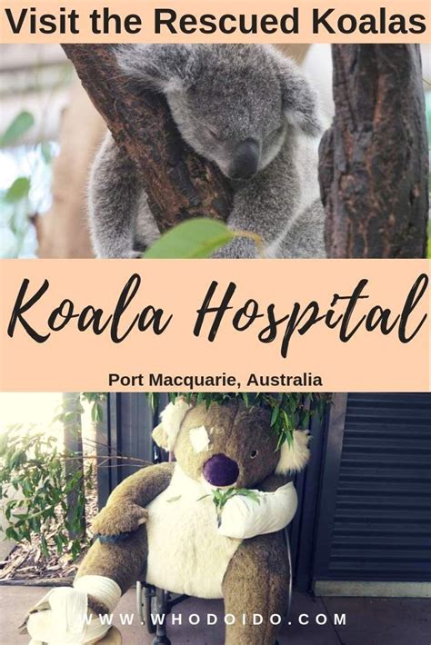 Visit The Rescued Koalas @ Koala Hospital, Port Macquarie, Australia | Australia travel, Koala ...