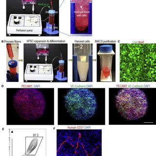 A Prototype Bioreactor (A) The bioreactor consists of a pump for medium... | Download Scientific ...