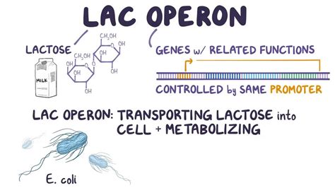 Lac operon: Video, Anatomy, Definition & Function | Osmosis