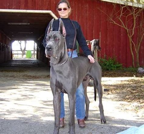 79+ Tallest Dog Great Dane Next To Human - l2sanpiero