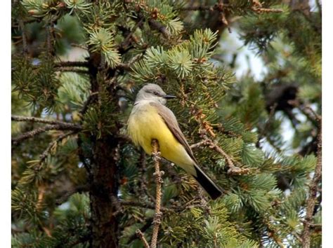 15 best Yosemite Wildlife images on Pinterest | National parks, State ...