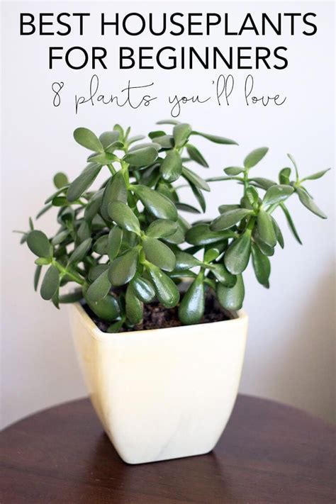 indoor garden plants #IndoorGardenTips Vegetable Garden For Beginners, Gardening For Beginners ...