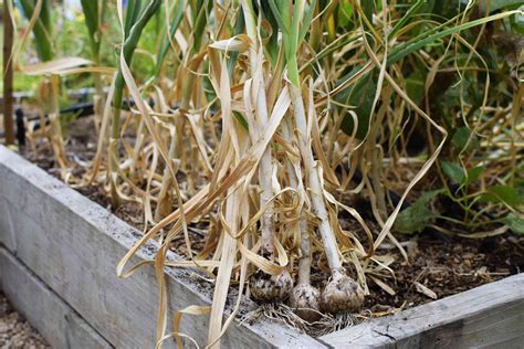 How to Harvest and Store Garlic