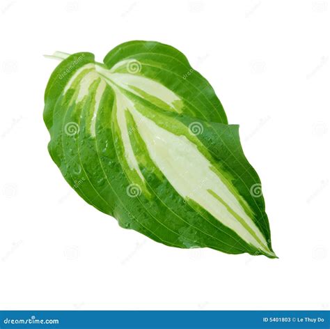 Hosta Leaf stock image. Image of hosta, leaves, botanical - 5401803