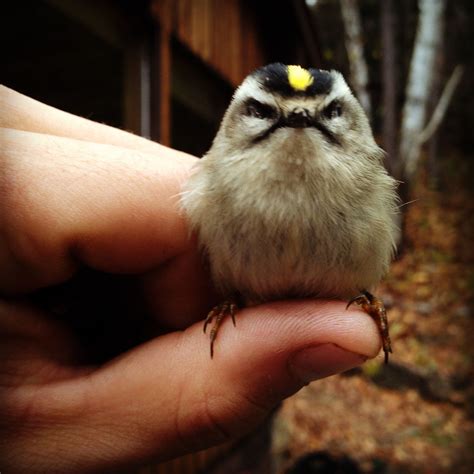 Meet Cedric: the Angriest Bird - Funny Stuff | Angry birds funny, Bird, Funny animals