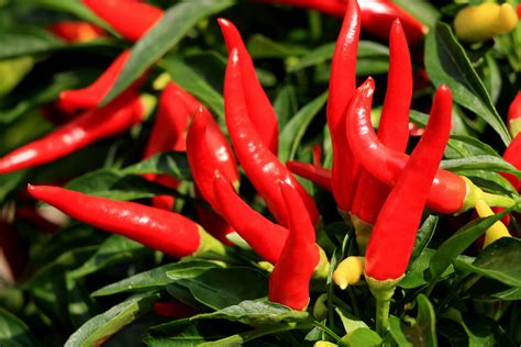 How to Grow Cayenne Peppers from Seed | Garden Guides