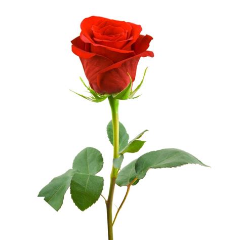 Buy and send Single Red Rose Long stem to Uganda Kampala Online