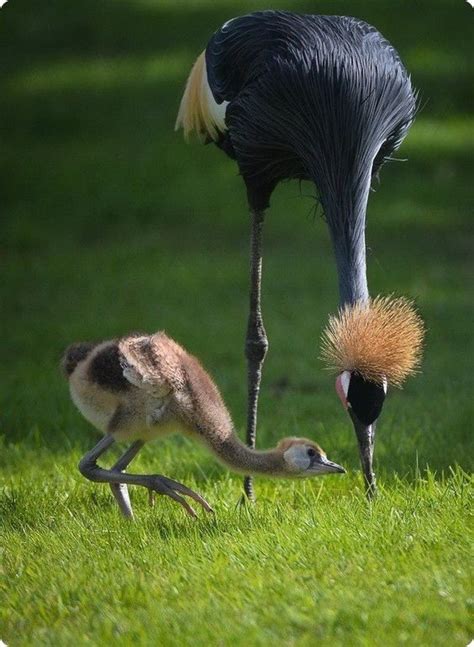 🔥 Mother crested crane feeding baby 🔥 : r/BeAmazed