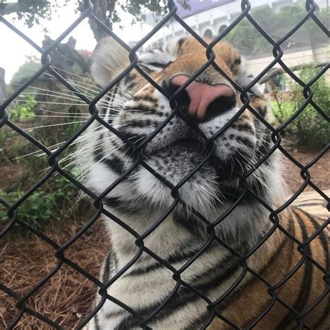 Why LSU's Mike The Tiger Is The Best SEC Mascot