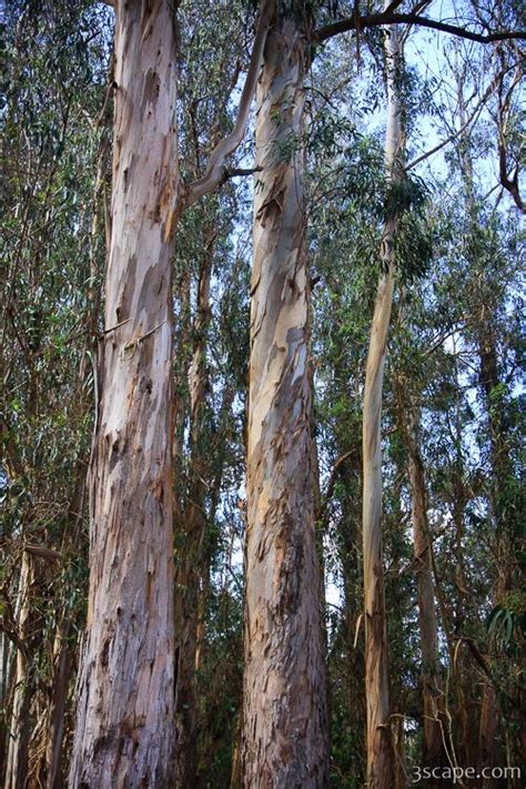 Colorful bark of the Eucalyptus tree Photograph by Adam Romanowicz