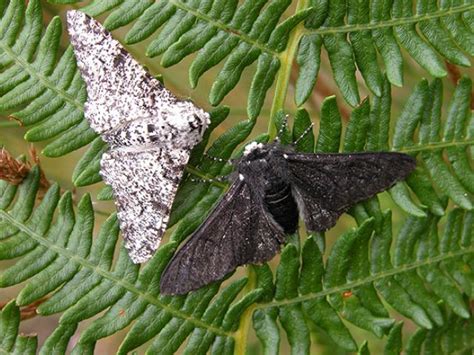 Peppered Moth and natural selection | Butterfly Conservation