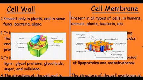 Cell Wall Vs Cell Membrane |Quick differences and Comparison| - YouTube