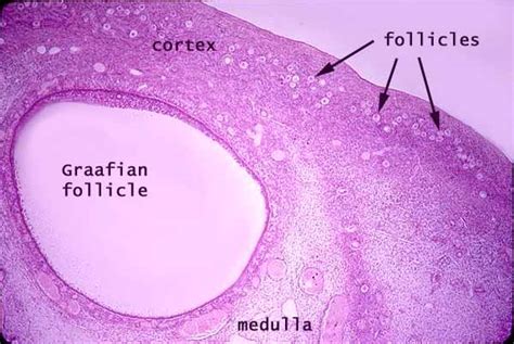 Ovary Medulla Histology