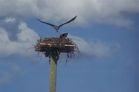 Christmas bird count results. | The Proprietor Review