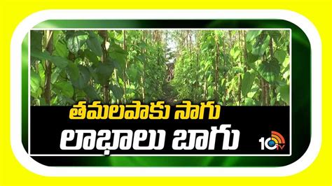 Betel Leaves Cultivation : తమలపాకు సాగుతో.. లాభాల పంట | Betel leaves cultivation telugu-10TV Telugu