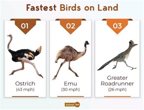 List of the Top 10 Fastest Birds - Facts With Pictures