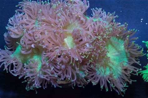 Elegance Coral | Corals for sale, Coral, Saltwater fish store