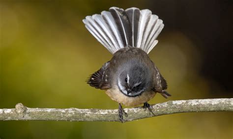 How to Identify New Zealand Birds | Forest and Bird