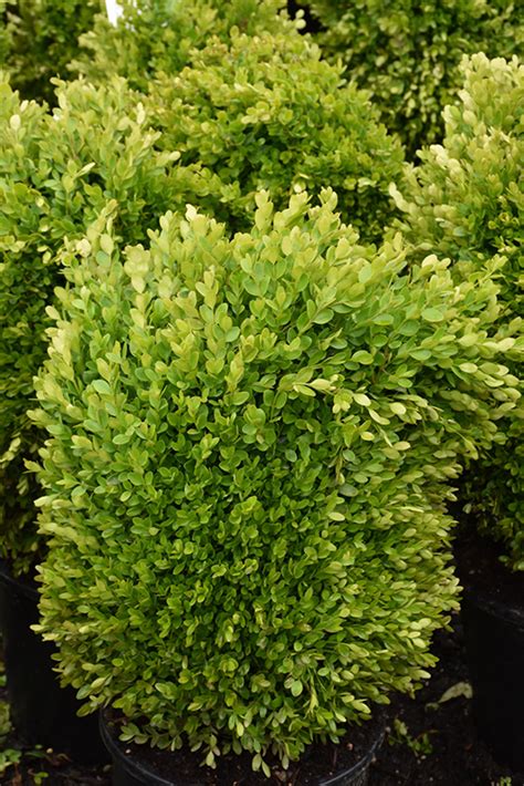 True Dwarf Boxwood (Buxus sempervirens 'True Dwarf') in Richmond Fairfax Loudoun Prince William ...